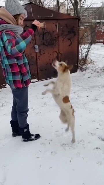 Дрессирую собак недорого🐕😂 смотреть онлайн
