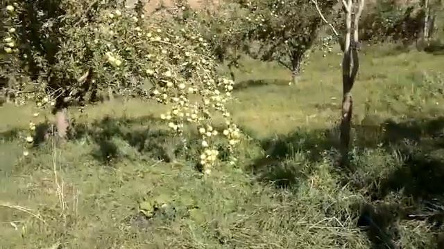 АЛМА БАК СЫДЫКОВ ЫСАК АЖЫНЫН АЛМА БАГЫ 2013 09 17#чаувай смотреть онлайн