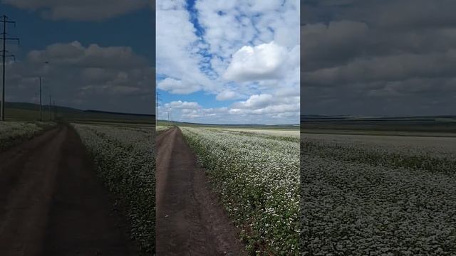 гречишные поля в Хакасии смотреть онлайн