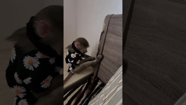 Я мастер , я художник! я так вижу 🤪 смотреть онлайн