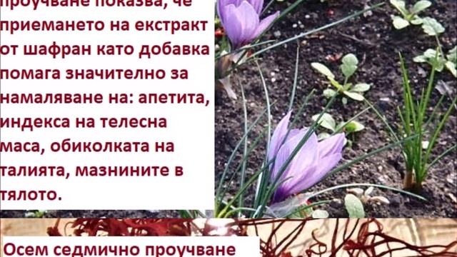 ШАФРАН: Обуздаване на апетита смотреть онлайн