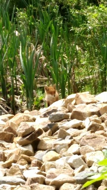 Лисёнок охотится на уток #лиса #природа #лисёнок #река #охотарыбалка #утка #лис #охотник #nature смотреть онлайн