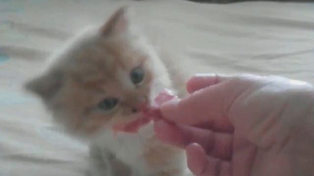 КАКИМ МОЙ КОТ БЫЛ,КАКИМ ОН СТАЛ. смотреть онлайн