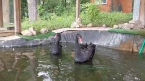 Новый домик для лебедей в звероуголке