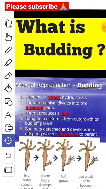 What is budding | Type of asexual reproduction | hydra, #science #biology #shorts #learn #important смотреть онлайн