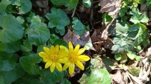 Лужайки ярких жёлтых цветов в лесопарке-это чистяк весенний, по народному - копытка.