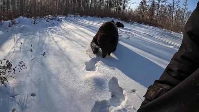 Медведи красиво погуляли сегодня. смотреть онлайн