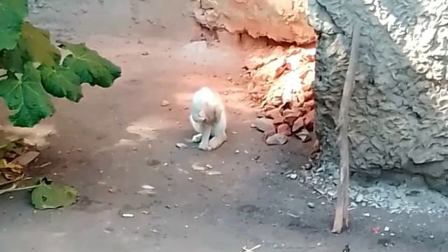 Котёнок Фенёк умывается смотреть онлайн