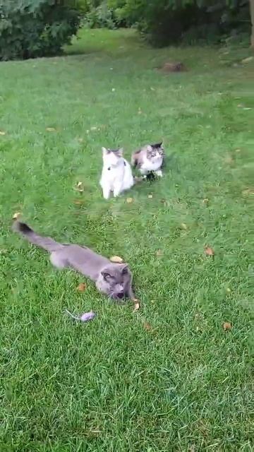 Как гуляют мои коты/США/#shorts #сша #котыкошки смотреть онлайн