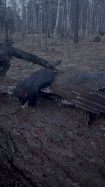 Охота на глухаря на току#охота #nature #hunting #глухарь #тока Смотри новое видео на канал смотреть онлайн