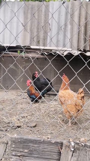 Декоративный Петух смотреть онлайн