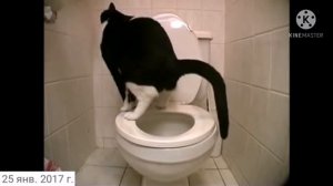 КОТ КАКАЛ И УПАЛ В УНИТАЗ!!!😂 СМОТРЕТЬ ВСЕМ ДО КОНЦА!🙈