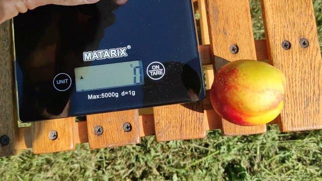 Нектарин Лола