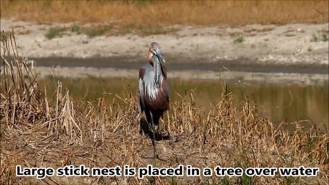 The Goliath Heron смотреть онлайн