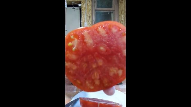 Минусинские сорта томатов, выращенные в Кировской области