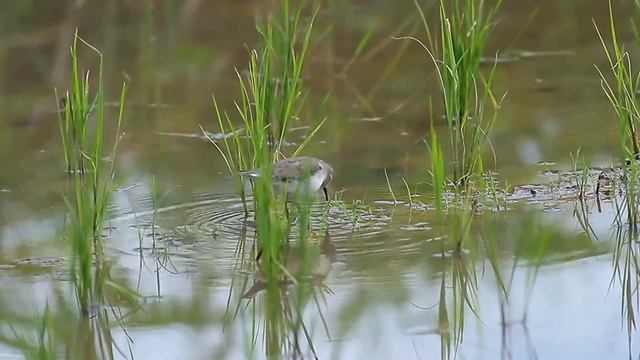 Temminck's Stint / Calidris temminckii / นกสติ๊นท์อกเทา смотреть онлайн