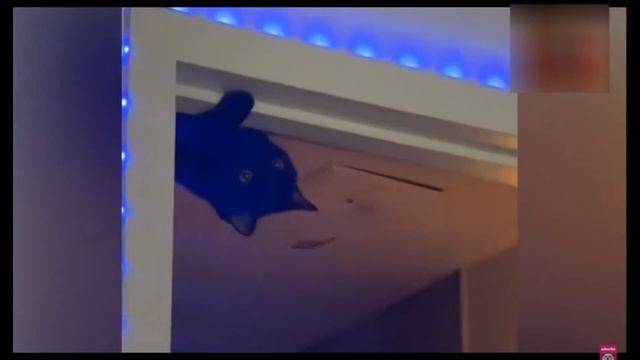 Забавные зверята 2025 [#1]