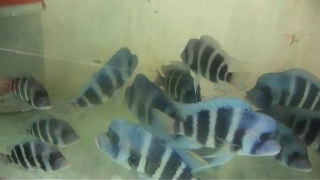 Cyphotilapia gibberosa "super blue kalolo Tz." смотреть онлайн