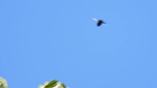 Carpenter Bee-sized Hoverfly Copestylum mexicana hovers and zips around windy treetops смотреть онлайн