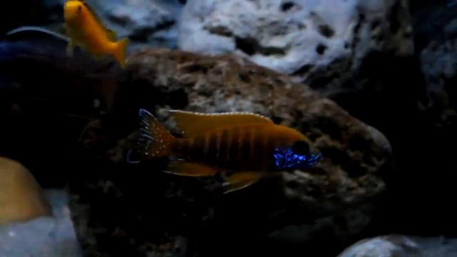 Aulonocara sp. "stuartgranti Maleri" Chidunga Rocks смотреть онлайн