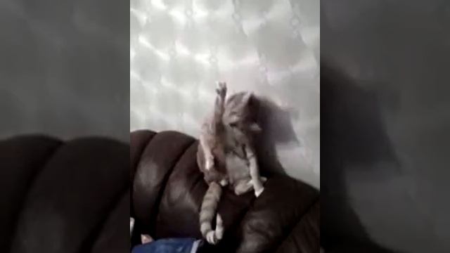 VID Кот Сеня /Личная гигиена превыше всего смотреть онлайн