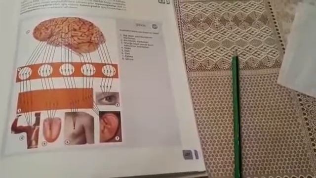 Cəfərova Xuraman,Biologiya 8-ci sinif,mövzu:duyğu orqanları və analizatorlarımız смотреть онлайн