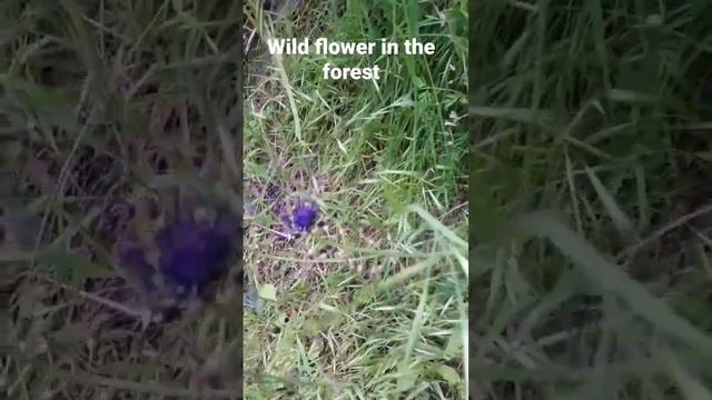 wild flowers in the mountain #shorts #forest смотреть онлайн