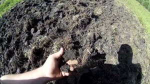 Новый опыт с задискованным сенокосом и обзор посевов на 27 августа  Толщина дернины и твёрдость почв