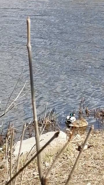 Уточки милуются у берега. Весна. Река Свияга. смотреть онлайн