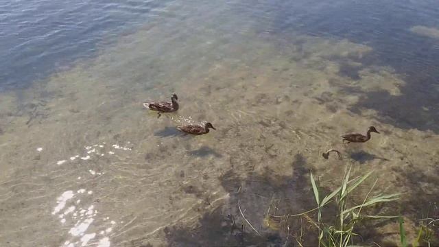 Просто утки)))) смотреть онлайн