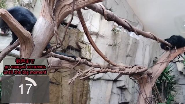 【１駅分の癒し】歓声の中のビントロング　Бинтуронг заслужил овации Binturong in the ovation смотреть онлайн