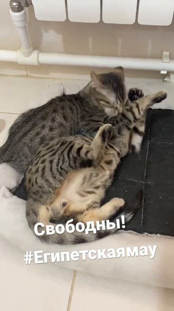 Египетская мау - котобанда) смотреть онлайн