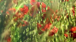 NNL PS девочка в поле