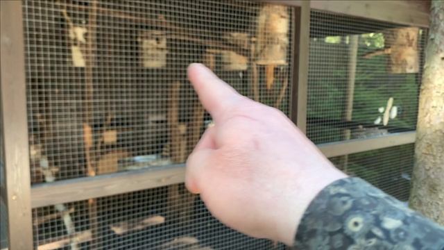 УРА! УРА! УРА! ЧЁРНАЯ БЕЛКА РОДИЛА!!!!Свершилось то...чего так долго ждали)))) смотреть онлайн