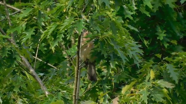 Sojka obecná – Eurasian jay (Garrulus glandarius) смотреть онлайн