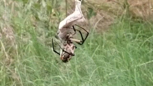Texas Spider - Argiope aurantia
(Black and Yellow Garden Spider) смотреть онлайн