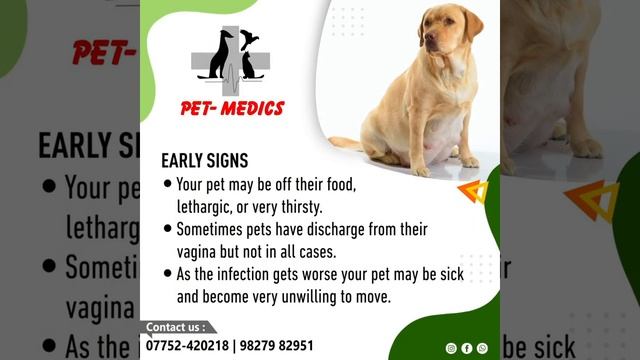 Pyometra - Gyanecological Issue In Pet Animals