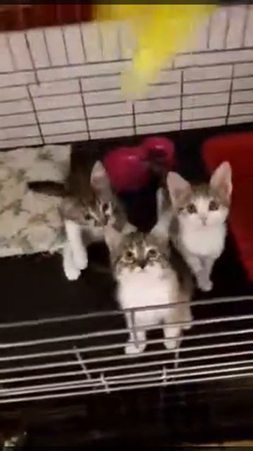 Приют "Кошкин дом" (Кошка Машка и её малыши) смотреть онлайн