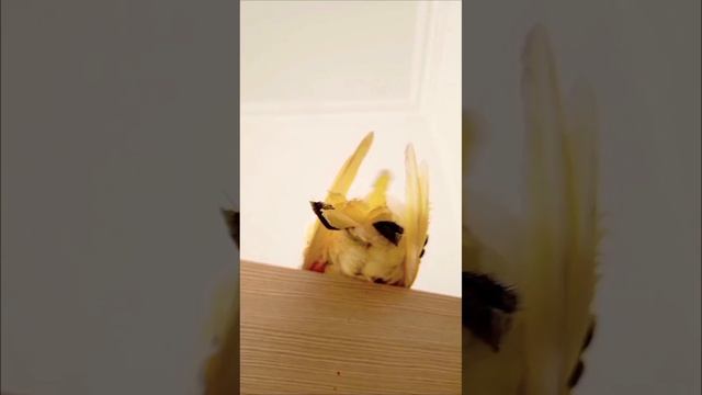 Птичья йога!😂 ♥️🦜 #корелла #шутка смотреть онлайн