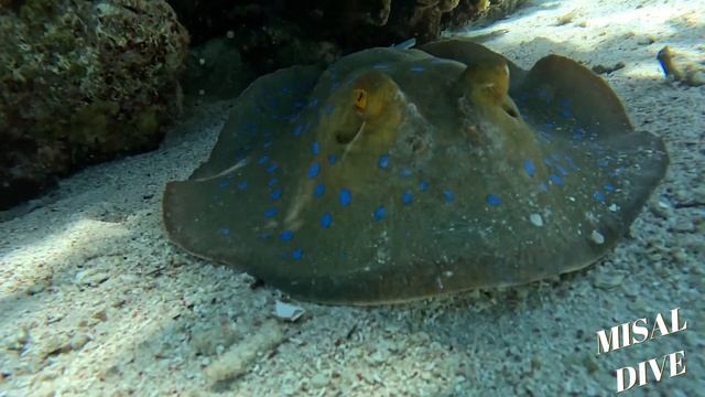 Ras Muhammed DIVING , Sharm El-Sheikh. смотреть онлайн