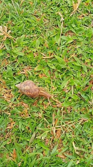 lissachatina fulica 🐌🐌🧐 #animal #shorts #snail смотреть онлайн