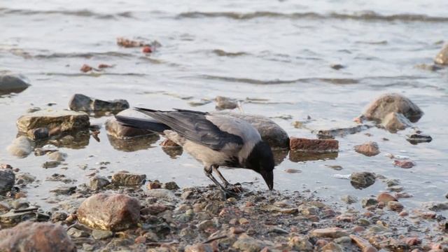 Петродворец. Ворона. смотреть онлайн