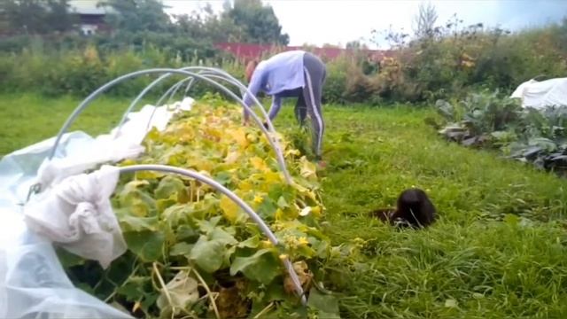 Огурцы/осень/лето подходит к концу. смотреть онлайн