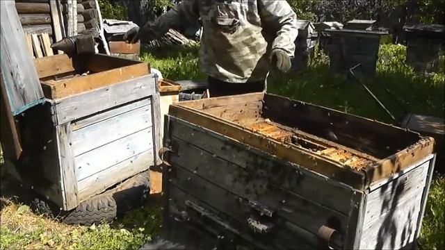 ПЧЁЛ пересадил в более крупный УЛЕЙ. смотреть онлайн