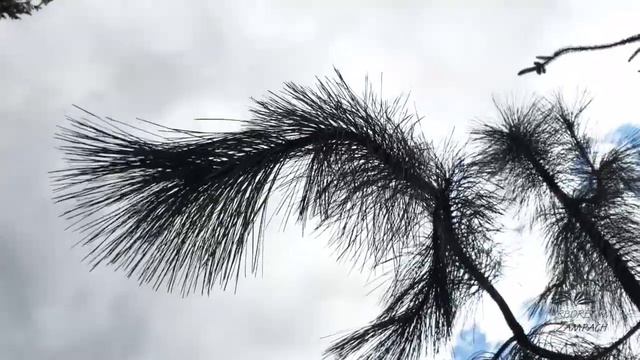 Pinus Ponderosa 'Penaz' Borovice Těžká