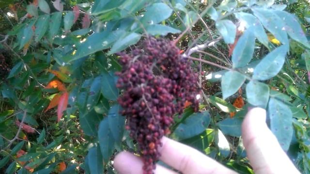 Wild Edibles #10 Sumac смотреть онлайн