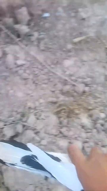 نقذت الطير من الموت😱😨😨 смотреть онлайн