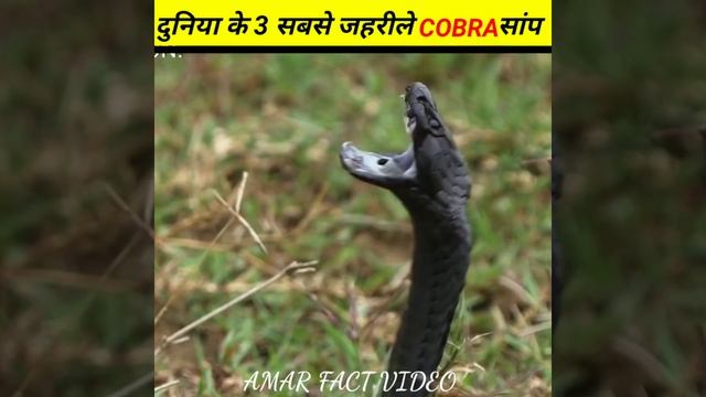दुनिया के 3 सबसे जहरीले Cobra सांप |Top 3 Most Venomous Cobra Snakes In The World|#ytshorts #shorts