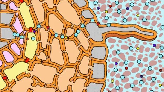 root absorption смотреть онлайн