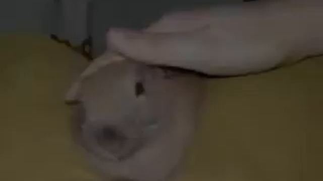 Bunny Album for Raisin смотреть онлайн